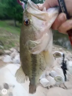 Bass Baby!