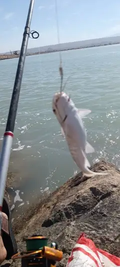 Cat fish
