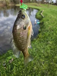 Bluegill