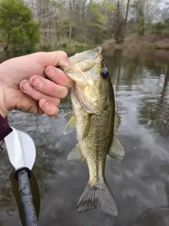 Bass
