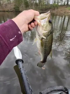 Bass