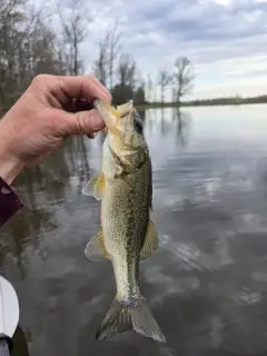 Bass