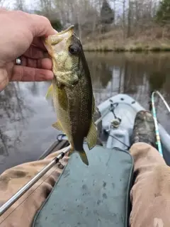 Bass