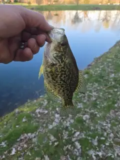 Crappie