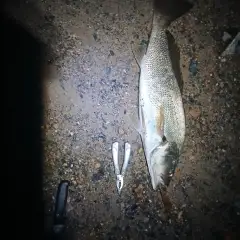 Jewfish