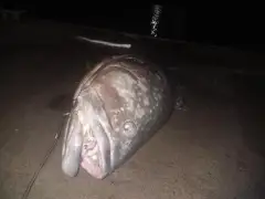 Qld groper Metre plus 10kg plus carbrook brisbane qld