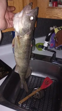 Walleye