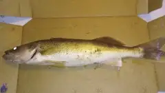 Walleye