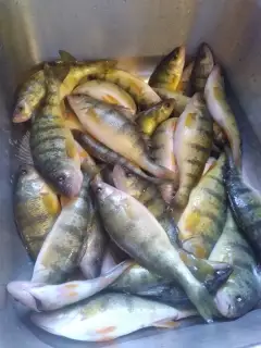 Perch