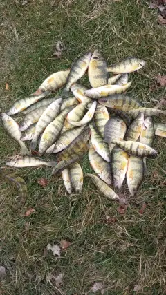 Perch couple bluegill