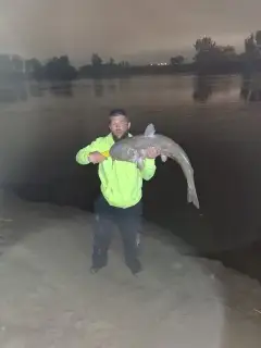 Blue catfish