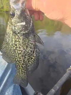 Crappie