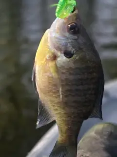 Bluegill
