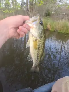 Bass