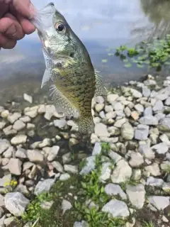 Crappie
