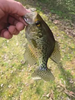 Crappie