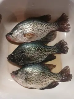 15" white crappie 14" black crappie n 13" white crappie