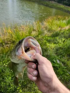 Large mouth bass