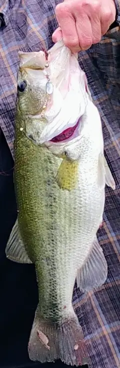 Largemouth Bass