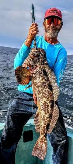 Lingcod