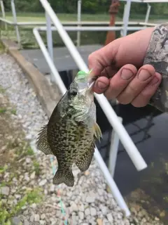 Crappie