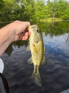 Bass