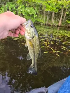 Bass