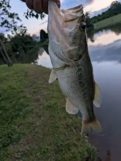 My pb