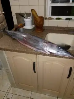 Kingfish caught off Dottins bar.