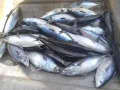 Tuna Fish