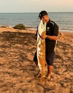Barracuda