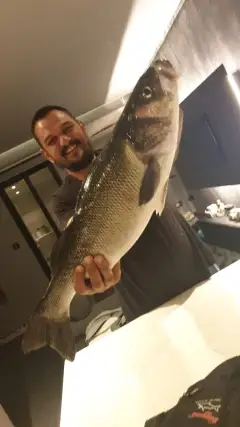 Sea bass