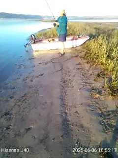 Stuart 75 fighting a pignose grunter
