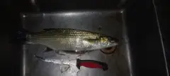 Bull/ stripped Mullet