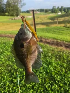 Bluegill