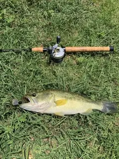 Largemouth Bass