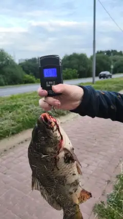 carp fish