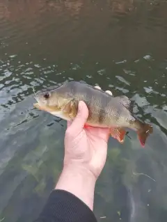 Perch
