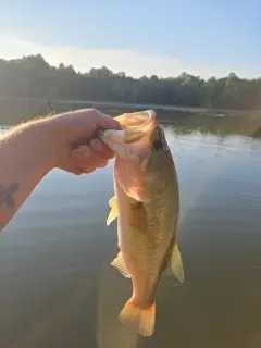 Bass