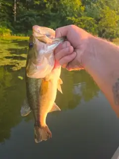 Bass