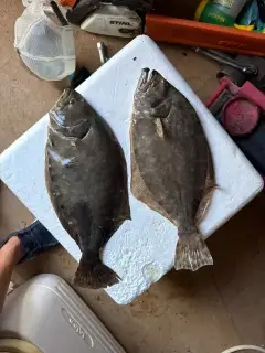 Flounder