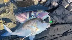 Wrasse and Porae