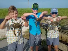 Blue crabs