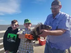 Sheepshead