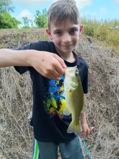 Largemouth Bass