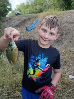 Bluegill