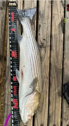 Red drum