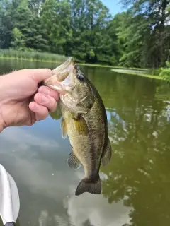 Bass