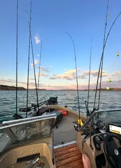 Trout
