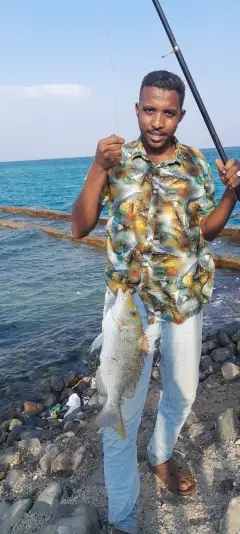 shaor fish in portsudan